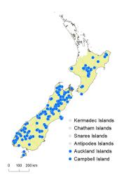 Notogrammitis crassior distribution map based on databased records at AK, CHR & WELT.
 Image: K.Boardman © Landcare Research 2021 CC BY 4.0